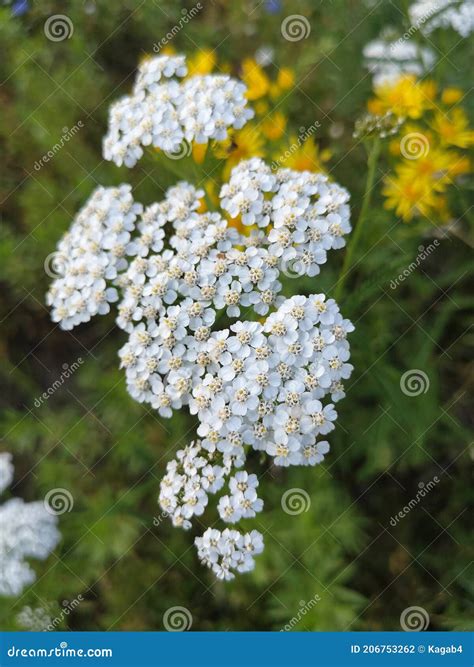 In Der Wiese Garbenblumen Medizinische Nasenblutenanlage Kraut