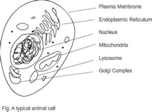 Cell Structure and Functions: Parts, Plant & Animal Cell, Videos, Examples