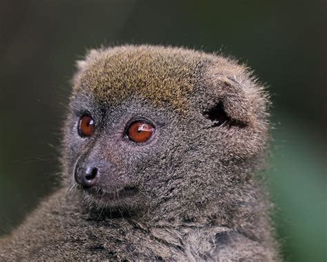 Grey Bamboo Lemur Hapalemur Griseus Griseus Head Flickr