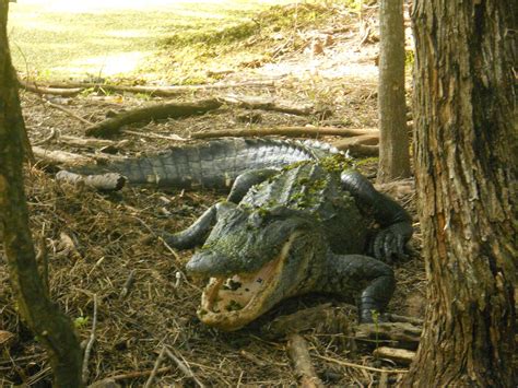 Louisiana Swamp Tours: Louisiana Swamp People