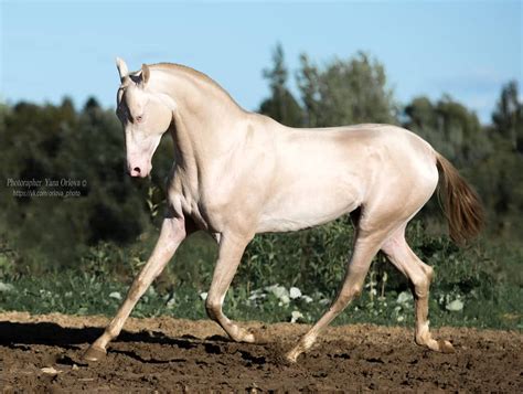 Why People Are Calling This Animal 'The Most Beautiful Horse In The World'