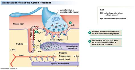 Skeletal Muscle Action Potential Diagram Quizlet