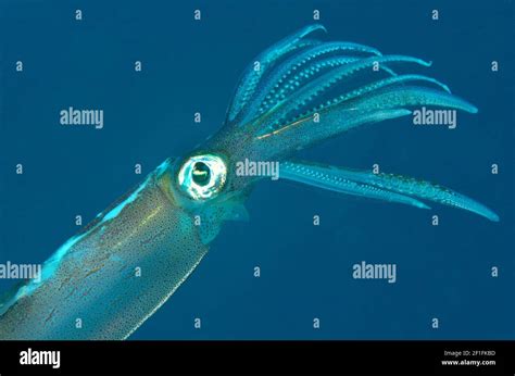 Loligo vulgaris hi-res stock photography and images - Alamy