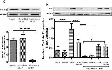 Effect Of Tnf On The Expression Of Activated Rela In The Nuclear