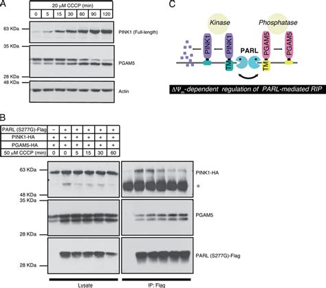 Parl Mediated Cleavage Of Pink1 And Pgam5 Are Reciprocally Regulated In Download Scientific