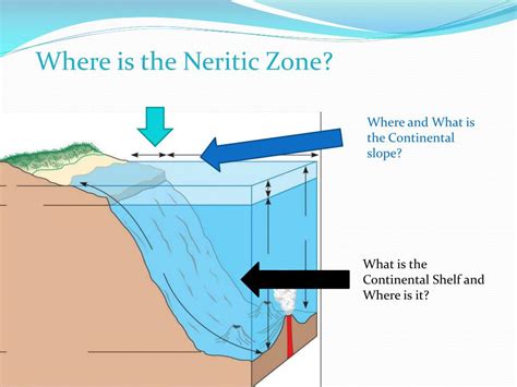 PPT - Neritic Zone PowerPoint Presentation, free download - ID:1995794