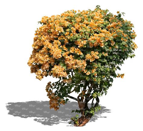 Cut Out Bush With Yellow Blossoms Vishopper