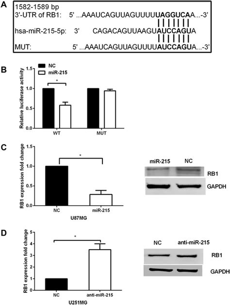 MiR 215 Directly Targets The 3 UTR Of RB1 A The Putative Binding Site