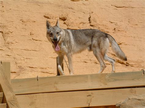 VOLF