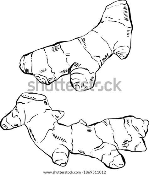 Set Hand Drawn Gingers Vector Illustrations Stock Vector Royalty Free