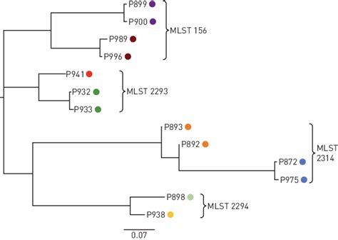 Clonal Strains Of Pseudomonas Aeruginosa Were Identified From Download Scientific Diagram