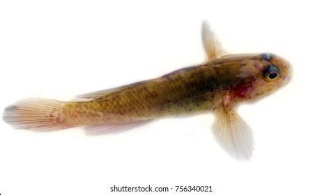 475 Catch Goby_fish Images, Stock Photos & Vectors | Shutterstock