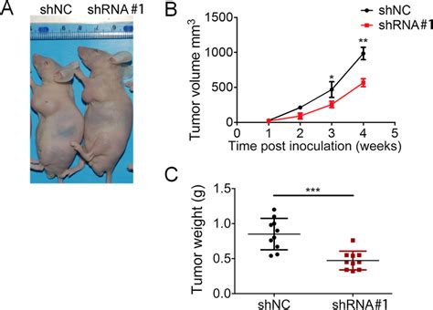 LncRNA LOC648987 Promotes Tumor Formation In Nude Mice Model A ACHN