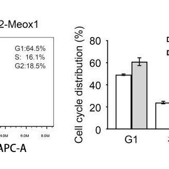 Meox Induced Cell Population Redistribution And P Cip Waf