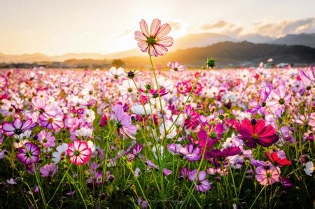 Wildflower Field Wallpaper / Looking for the best flower field wallpaper?