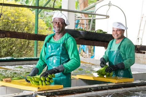 El Sector Bananero De Colombia Apuesta Por El Mercado Español Tras Firmar Un Histórico Acuerdo