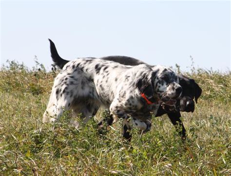 English Setter Breeders