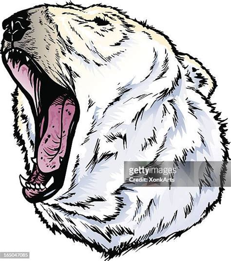 Polar Bear Teeth Photos and Premium High Res Pictures - Getty Images