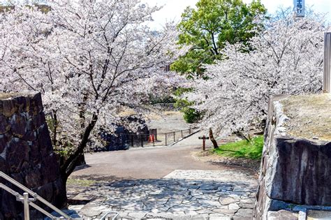 舞鶴城公園の桜【甲府市】 山梨の桜名所・お花見スポット2024〜富士山との絶景や夜桜、春のお祭りまで Porta