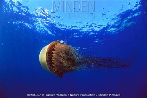 Nomura's Jellyfish stock photo - Minden Pictures