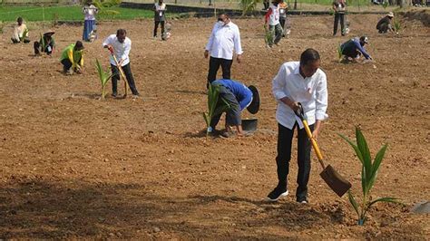 Jokowi Ingin Limbah Kelapa Digarap Jadi Bioenergi Dan Bioavtur Tempo Co