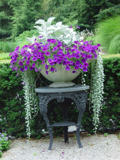 Cirrus Dusty Miller And Silver Falls Dichondra Winter Container