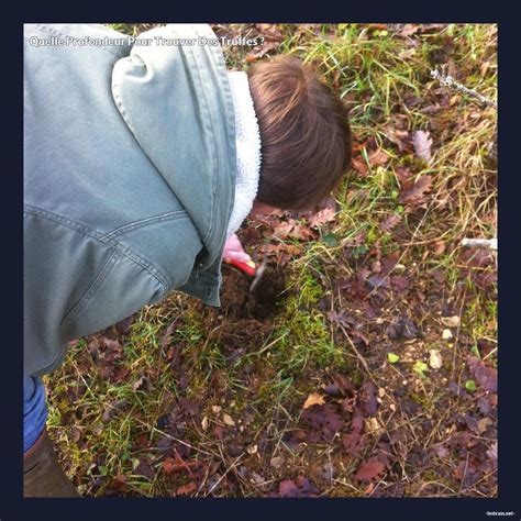 Quelle Profondeur Pour Trouver Des Truffes