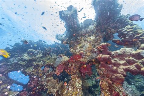 Coral Reef Off Coast Of Bali Stock Photo Image Of Underwater