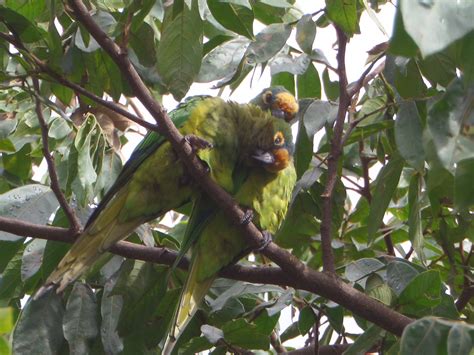 Foto Periquito Rei Eupsittula Aurea Por Tutamello Wiki Aves A