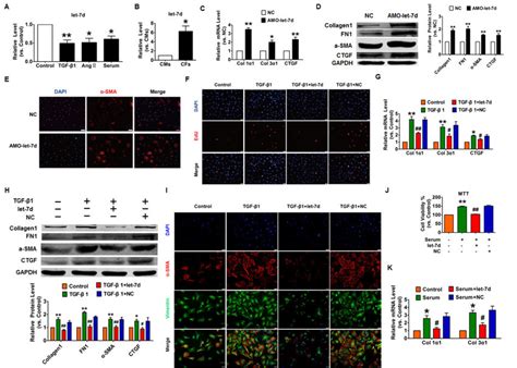 Overexpression Of Let 7d Abrogated Fibrogenesis In CFs A Decreased