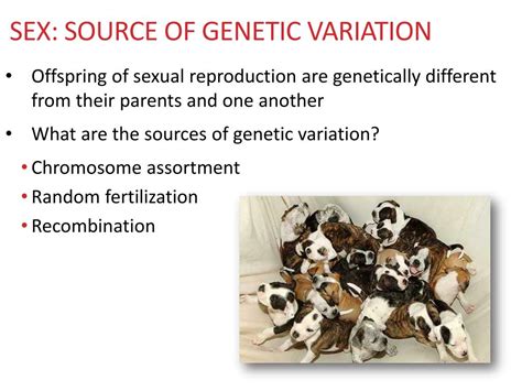 Ppt Day Sources Of Genetic Variation Powerpoint Presentation Free