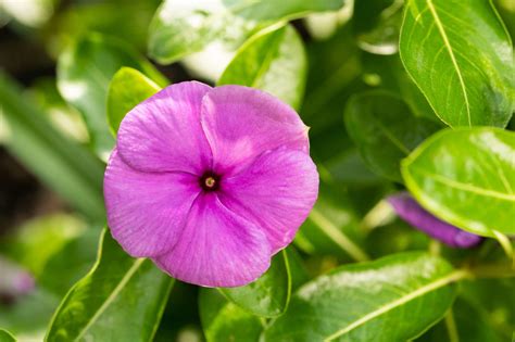 Annual Vinca Plant Care And Growing Guide