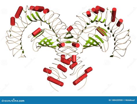 Toll Like Receptor 4 Tlr4 Extracellular Domain Bound To