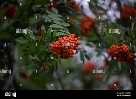 Rowan On A Branch Red Berries On Green Leaves Background Sorbus