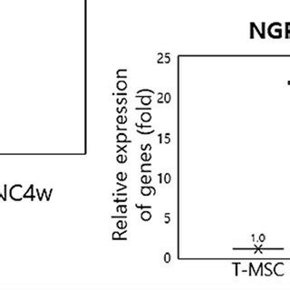 Schematic Of Differentiation Of Tonsil Derived Mesenchymal Stem Cells