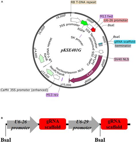 CRISPR SgRNA Vector With U6 Promoter And Cas9 (linearized, , 10/31/2022