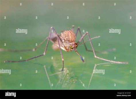 Culex Pipiens The Common House Mosquito Front View Hi Res Stock