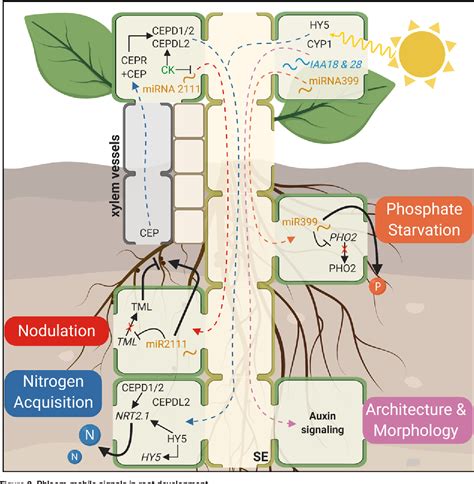 Figure From The Interplay Of Phloem Mobile Signals In Plant