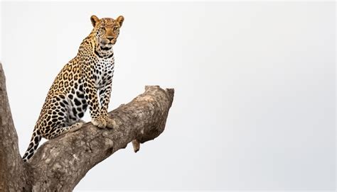 Premium Photo | Leopard sitting calmly on a tree observing surroundings ...