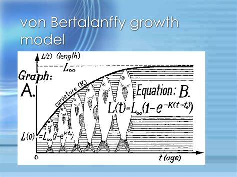 Ppt Population Dynamics Powerpoint Presentation Free Download Id