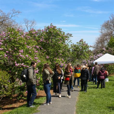 Lilac Sunday At The Arnold Arboretum