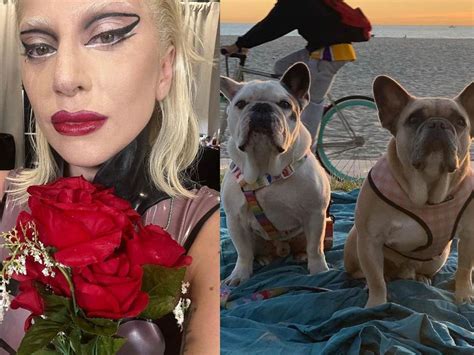 Dan 21 Años De Prisión A Hombre Que Intentó Robar Perritos De Lady Gaga