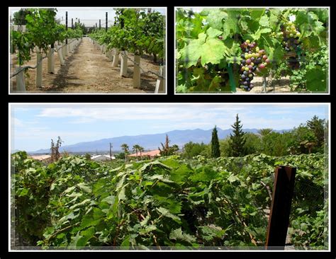 Kens Photo Gallery Pahrump Valley Winery