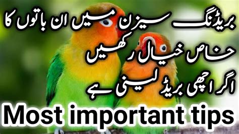 Most Important Tips Of Lovebird Breeding Season Lovebird Breed