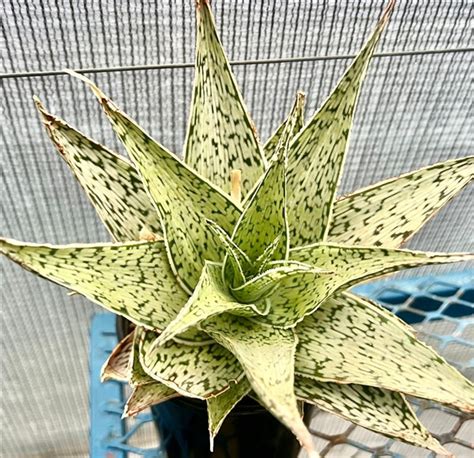 Aloe Tequila 15cm Cnd Nursery