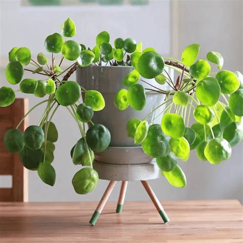 Chinese Money Plant Pilea Peperomioides Happyforeststore