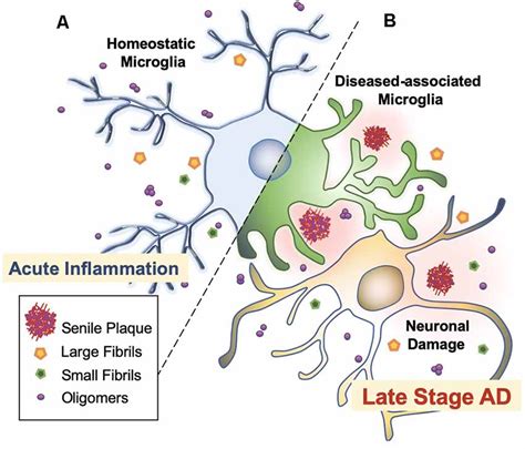 Frontiers How Microglia Manages Non Cell Autonomous Vicious Cycling