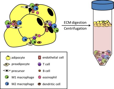 Figure 8 Constituents Of Adipose Tissue At Endotext Ncbi Bookshelf