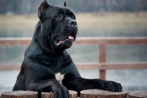 The Cane Corso Lifespan How Long Will Your Dog Be Around