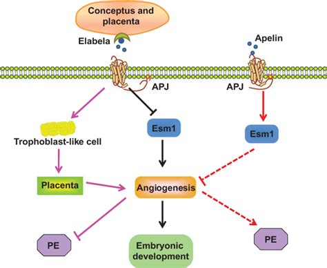 Figure From Elabela Apj Axis Contributes To Embryonic Development And